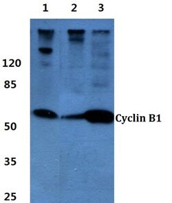 Invitrogen Cyclin B1 Polyclonal Antibody 100 &mu;L; Unconjugated:Antibodies,