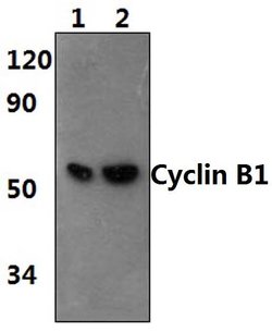 Invitrogen Cyclin B1 Polyclonal Antibody 100 &mu;L; Unconjugated:Antibodies,