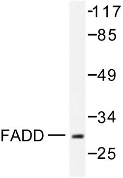 Invitrogen FADD Polyclonal Antibody 100 &mu;L; Unconjugated:Antibodies,