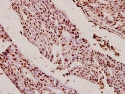 Invitrogen Ku80 Polyclonal Antibody 100 &mu;L; Unconjugated:Antibodies,