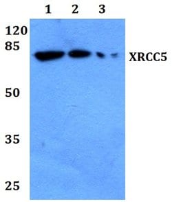 Invitrogen Ku80 Polyclonal Antibody 100 &mu;L; Unconjugated:Antibodies,