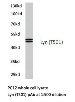Invitrogen Lyn Polyclonal Antibody 100 &mu;L; Unconjugated:Antibodies,