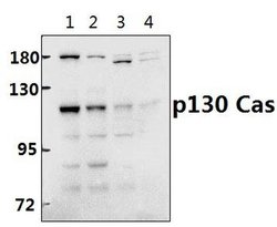 Invitrogen p130Cas Polyclonal Antibody 100 &mu;L; Unconjugated:Antibodies,