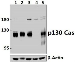Invitrogen p130Cas Polyclonal Antibody 100 &mu;L; Unconjugated:Antibodies,
