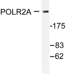 Invitrogen POLR2A Polyclonal Antibody 100 &mu;L; Unconjugated:Antibodies,