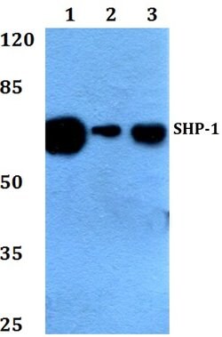 Invitrogen SHP-1 Polyclonal Antibody 100 &mu;L; Unconjugated:Antibodies,