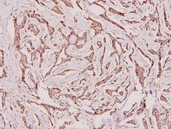 Invitrogen Calnexin Polyclonal Antibody 100 &mu;L; Unconjugated:Antibodies,
