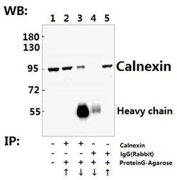Invitrogen Calnexin Polyclonal Antibody 100 &mu;L; Unconjugated:Antibodies,