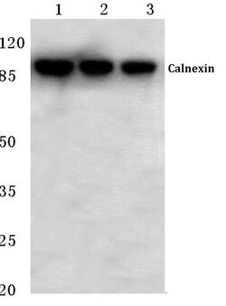 Invitrogen Calnexin Polyclonal Antibody 100 &mu;L; Unconjugated:Antibodies,