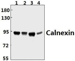 Invitrogen Calnexin Polyclonal Antibody 100 &mu;L; Unconjugated:Antibodies,