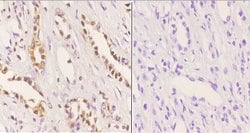 Invitrogen MDM2 Polyclonal Antibody 100 &mu;L; Unconjugated:Antibodies,