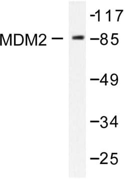 Invitrogen MDM2 Polyclonal Antibody 100 &mu;L; Unconjugated:Antibodies,