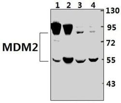 Invitrogen MDM2 Polyclonal Antibody 100 &mu;L; Unconjugated:Antibodies,