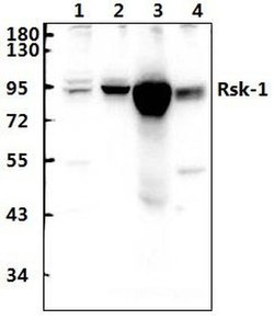 Invitrogen RSK1 Polyclonal Antibody 100 &mu;L; Unconjugated:Antibodies,