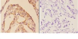 Invitrogen Cardiac Troponin I Polyclonal Antibody 100 &mu;L; Unconjugated:Antibodies,