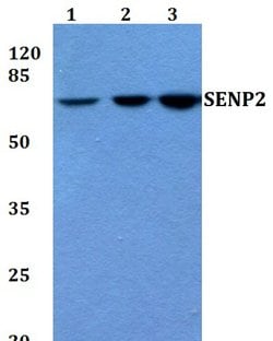 Invitrogen SENP2 Polyclonal Antibody 100 &mu;L; Unconjugated:Antibodies,