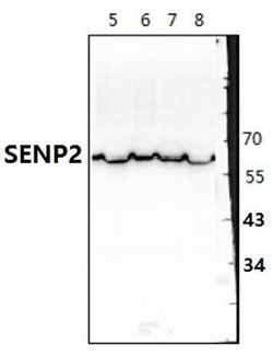Invitrogen SENP2 Polyclonal Antibody 100 &mu;L; Unconjugated:Antibodies,