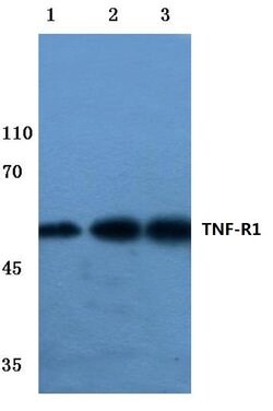 Invitrogen TNFR1 Polyclonal Antibody 100 &mu;L; Unconjugated:Antibodies,