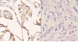 Invitrogen beta Tubulin Polyclonal Antibody 100 &mu;L; Unconjugated:Antibodies,