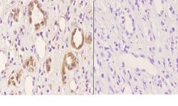 Invitrogen beta Tubulin Polyclonal Antibody 100 &mu;L; Unconjugated:Antibodies,