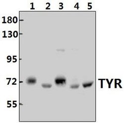 Invitrogen Tyrosinase Polyclonal Antibody 100 &mu;L; Unconjugated:Antibodies,