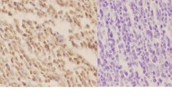 Invitrogen XPA Polyclonal Antibody 100 &mu;L; Unconjugated:Antibodies,