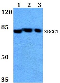 Invitrogen XRCC1 Polyclonal Antibody 100 &mu;L | Buy Online | Invitrogen&trade; | Fisher Scientific