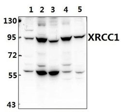 Invitrogen XRCC1 Polyclonal Antibody 100 &mu;L | Buy Online | Invitrogen&trade; | Fisher Scientific