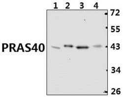 Invitrogen PRAS40 Polyclonal Antibody 100 &mu;L; Unconjugated:Antibodies,