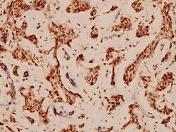 Invitrogen Bcl-X Polyclonal Antibody 100 &mu;L; Unconjugated:Antibodies,