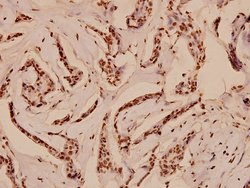 Invitrogen Myb Polyclonal Antibody 100 &mu;L | Buy Online | Invitrogen&trade; | Fisher Scientific