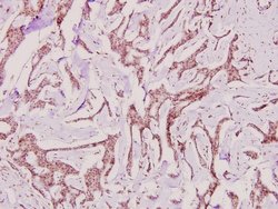 Invitrogen PP2A alpha Polyclonal Antibody 100 &mu;L; Unconjugated:Antibodies,