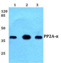 Invitrogen PP2A alpha Polyclonal Antibody 100 &mu;L; Unconjugated:Antibodies,