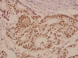 Invitrogen PTP1B Polyclonal Antibody 100 &mu;L; Unconjugated:Antibodies,