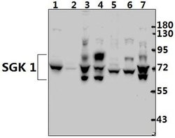 Invitrogen SGK1 Polyclonal Antibody 100 &mu;L; Unconjugated:Antibodies,
