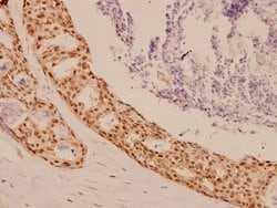Invitrogen SOX9 Polyclonal Antibody 100 &mu;L; Unconjugated:Antibodies,