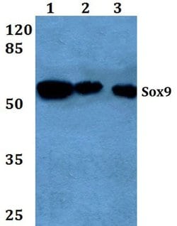 Invitrogen SOX9 Polyclonal Antibody 100 &mu;L; Unconjugated:Antibodies,
