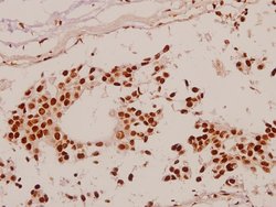 Invitrogen SP1 Polyclonal Antibody 100 &mu;L; Unconjugated:Antibodies,