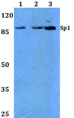 Invitrogen SP1 Polyclonal Antibody 100 &mu;L; Unconjugated:Antibodies,