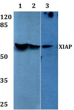Invitrogen XIAP Polyclonal Antibody 100 &mu;L; Unconjugated:Antibodies,