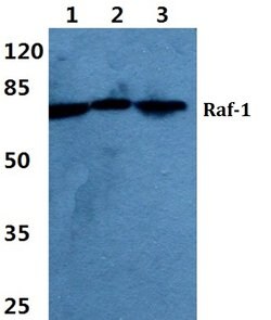 Invitrogen c-Raf Polyclonal Antibody 100 &mu;L | Buy Online | Invitrogen&trade; | Fisher Scientific
