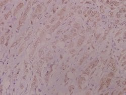 Invitrogen DNA-PK Polyclonal Antibody 100 &mu;L; Unconjugated:Antibodies,