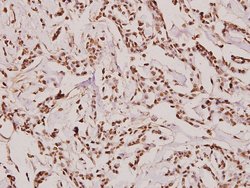 Invitrogen Fibronectin Polyclonal Antibody 100 &mu;L; Unconjugated:Antibodies,