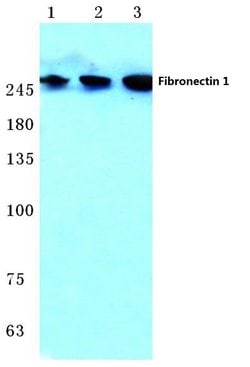 Invitrogen Fibronectin Polyclonal Antibody 100 &mu;L; Unconjugated:Antibodies,
