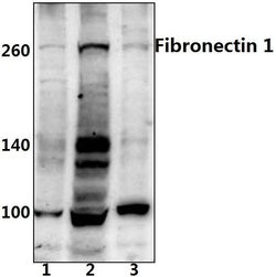 Invitrogen Fibronectin Polyclonal Antibody 100 &mu;L; Unconjugated:Antibodies,