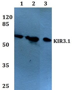 Invitrogen Kir3.1 (KCNJ3) Polyclonal Antibody 100 &mu;L | Buy Online | Invitrogen&trade; | Fisher Scientific