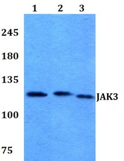 Invitrogen JAK3 Polyclonal Antibody 100 &mu;L; Unconjugated:Antibodies,
