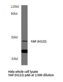 Invitrogen YAP1 Polyclonal Antibody 100 &mu;L | Buy Online | Invitrogen&trade; | Fisher Scientific