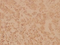 Invitrogen SHP2 Polyclonal Antibody 100 &mu;L; Unconjugated:Antibodies,
