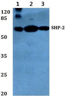 Invitrogen SHP2 Polyclonal Antibody 100 &mu;L; Unconjugated:Antibodies,